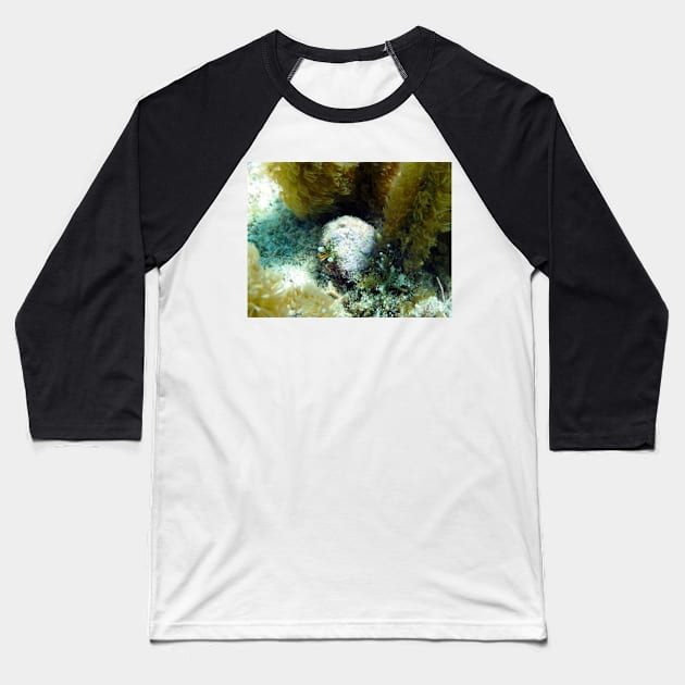 Star Eye Hermit Crab Baseball T-Shirt by Scubagirlamy